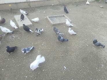 goyercin satisi: Gördüyünüz quwalarin bezileri satilir isdeyen osla elaqe saxlaya — 4