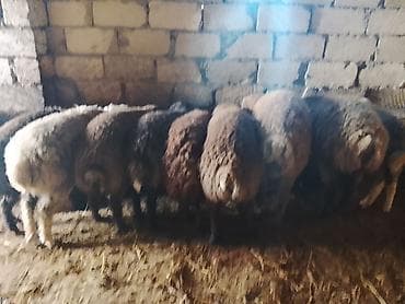 ana arı satışı: Qoyun sürüsü satılır - Növ: yerli qarışıq cinslər (qəhvəyi, qara və — 5