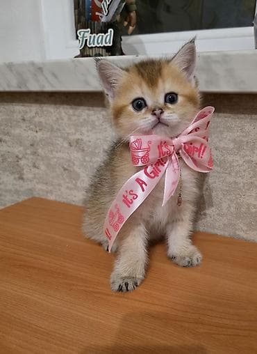 Quşlar: Britan, Dişi — 7