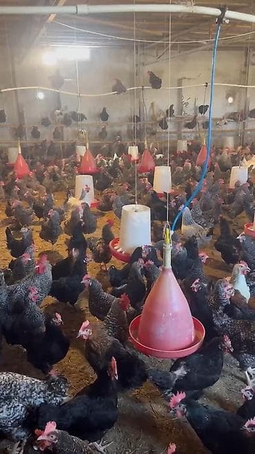 sort keci: Super Sort Lider 55 və Qara çil Xarkov Toyuqlarinin mayali yumurtasi — 5
