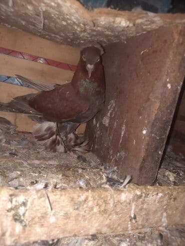 goyercin yuvasi satilir: Cüt göyərçin. 30AZN — 2