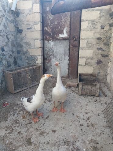 Inəklər, öküzlər: Məhsul: 2 ədəd qaz cütü Xüsusiyyətlər: - Ağ rəngli qazlar, narıncı — 2