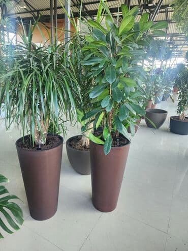 dibcek gulleri qiymeti: 1 — 1