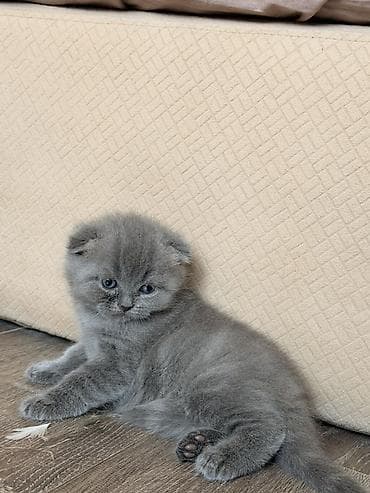 Heyvanlar üçün mallar: Britan yastı qulaq, Erkək, Yaxşı əllərə, Ünvandan götürmə — 4