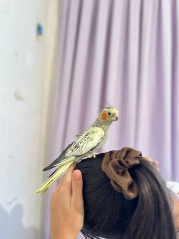 3 korella(disi erkek) 3 yumurta ve boyuk qefes, qefes hem üstden lalafo.az -da 3 korella(disi erkek) 3 yumurta ve boyuk qefes, qefes hem üstden