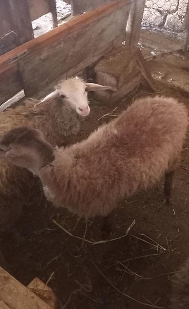 bala it sekilleri: Mazazirda suber quzu 4 ayliq ot arba canavar kimi yeyir yemcil quzu — 3