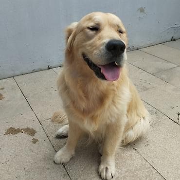 ev heyvanları: Retriever, Erkek, Peyvəndli, Ünvandan götürmə — 8