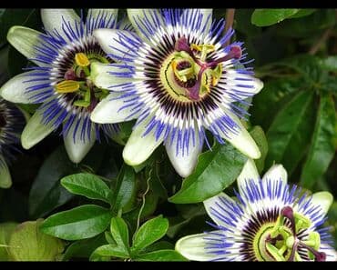 gul toxumlari: Həyət gülleri. 90növ çesid var! — 4