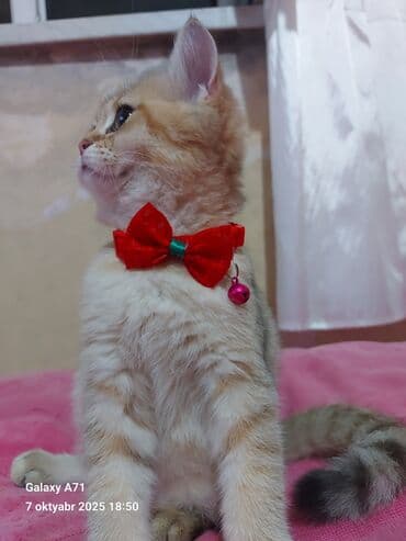 pisiye verilen adlar: Dişi, Ödənişli çatdırılma — 5