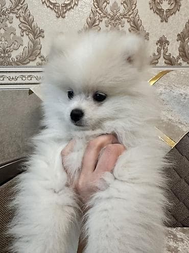 ev qusu: Şpitz, 3 ay, Erkek, Peyvəndli — 7