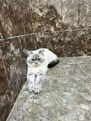 Britan lalafo.az -da Britan