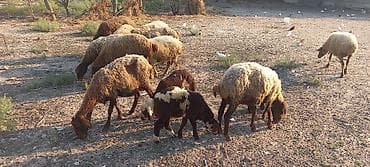 Dişi, il: 2, 50 kq, Ətlik, Ünvandan götürmə