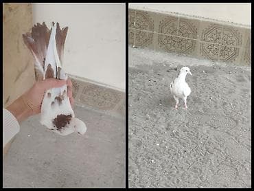 hunduşka balası: Baladan qalxmadı tam saglam heyvandı — 1