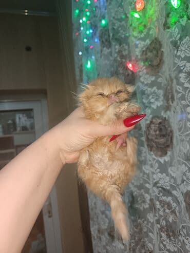 Toyota: Британская — 9