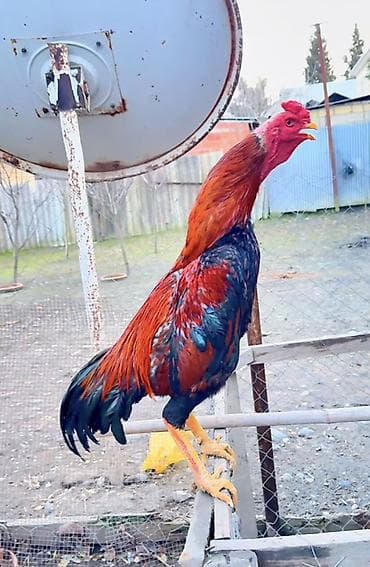 Pişiklər: Məhsul: Cins heyratı xoruz satılır endirim olacaq real alıcı yazsın — 2