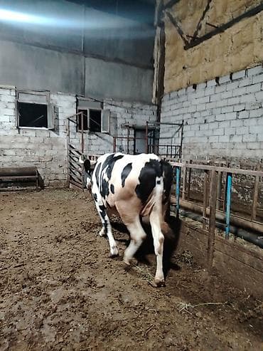 pişik dişi: Salam aleykum kəsimə yarıyır 250 260 kq eti olar — 5