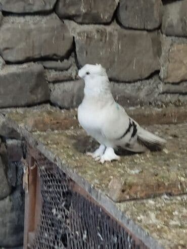 goyercinle: Salam.diqqətlə oxu sonra yaz.hübkariler biri 20 və 30 azn.şişmanlar — 6