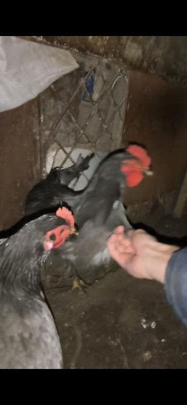 Toyuq, Damazlıq, Ünvandan götürmə