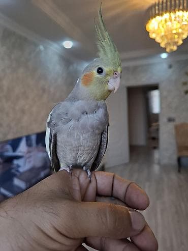 Tutuquşları: Salam. 2 ayliq karella balasi. oz qusumun balasidi. tam saglam ve — 3