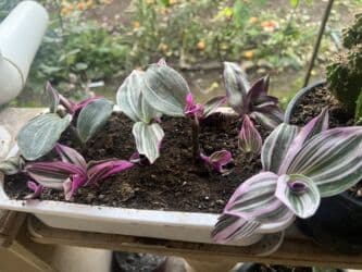 yeni il şənliyi 2022: Xalça — 35