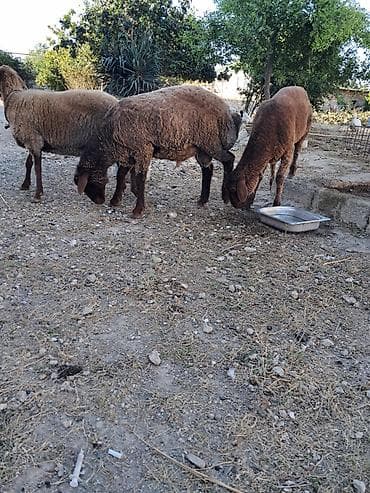 Qoyunlar satılır – 3 baş - Cins: yerli ətlik/südlük tipli qəhvəyi