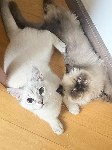 holstein inek satilir: Şirin pişiklər – 2 fərqli rəngdə uzun tüklü cins cütü - Pişik 1: açıq — 1