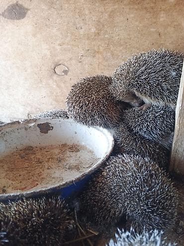 tap az xaski: Kirpilerimiz var satışda ünvan Sabunçu bazarı — 4