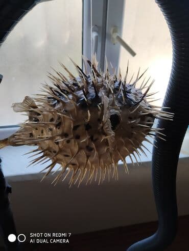 Şamdanlar: Рыба -еж рыба-шар чучело в наличии 2 шт — 3
