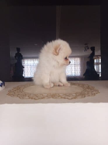 pomeran spic: Şpitz, 5 ay, Ünvandan götürmə — 1