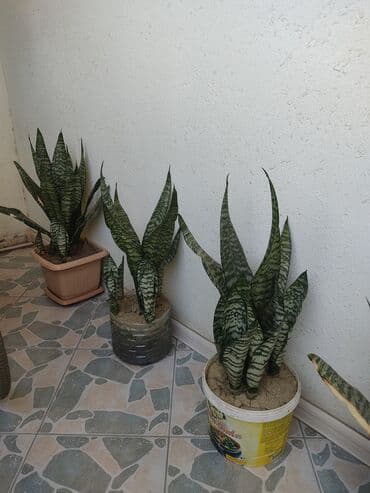 qılınc gulu: Pegaber qılınc Gülü oksigen çox olduğu üçün çox gözəl güldür — 1