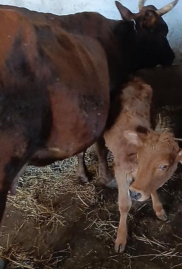 satdig quslar: Salam. 3cu balaya Cipar cinsi inəyi satiram balası dişidi. 4 — 6