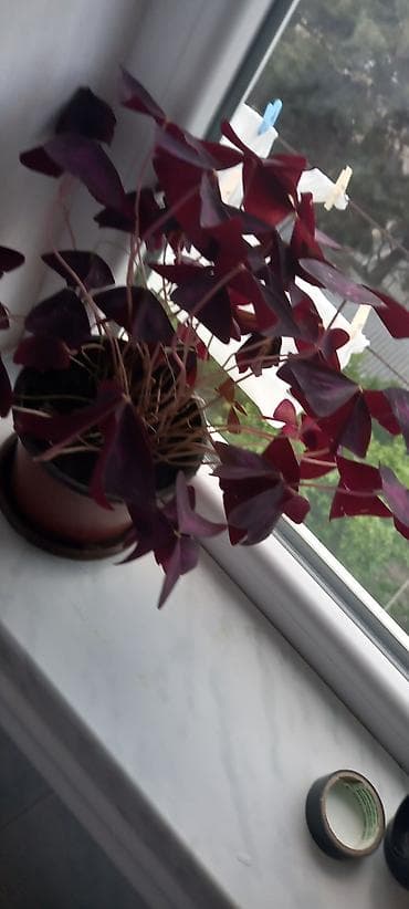 Otaq bitkiləri kolleksiyası - Qırmızı-sümbül yarpaqlı oxalis (Oxalis