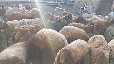 qoyun balasi: Qoyun sürüsü – yerli ətlik-yunlu tip - Növ: yerli ətlik istiqamətli — 1