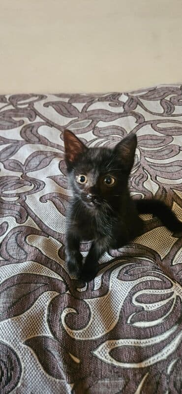 pulsuz pişik balaları 2022: Dişi, Yaxşı əllərə — 14