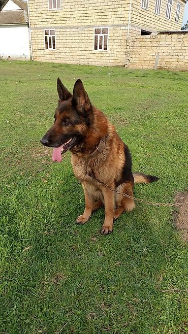 Alman çoban iti, Erkek