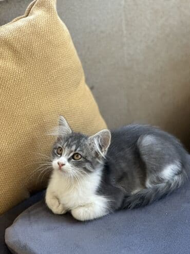 отдам собаку в хорошие руки: Pulsuz sahibləndirilir!!! 2.5 aylıq dişi pişikdir. Qum tərbiyəsi var — 1