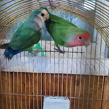 ev itler: Növ: Agapornis “Lovebird” – 1-cütlər və 1illik yumurtaya düşmək — 2