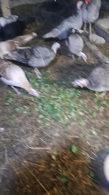 kənd cücəsi: Erkək, Damazlıq — 5