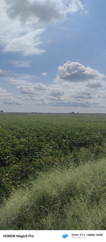 257 sot Kənd təsərrüfatı