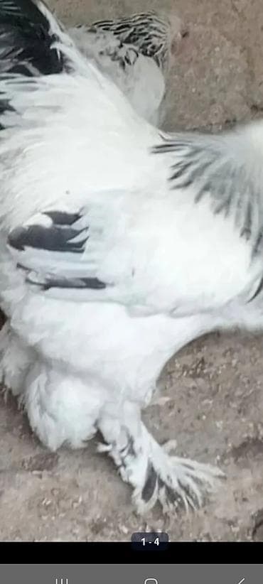 top caylar: Satılır: Ağ-qara lələkli, iri cüssəli xoruz - Cins tipi: ayaqları — 4