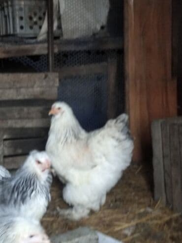 brama cucesi: Toyuq, Brama, Damazlıq — 5