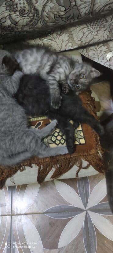 купить сибирского котёнка: Шотландская, Самец, Самка — 4