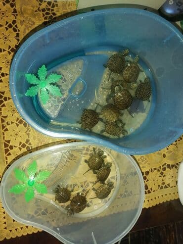 отдам в добрые руки: Kiçik tısbağalar satılır, mavi plastik akvarium. Akvariumun — 5