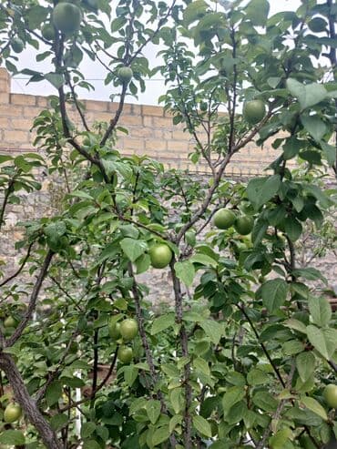 дешевые дачи в баку аренда: Gəncə, 610 kv. m, 6 otaqlı, Hovuzsuz, Kanalizasiya — 34