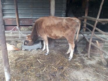 Mal-qara — dişi dana (inek). - Cins: yerli tipli, tünd-qəhvəyi rəng