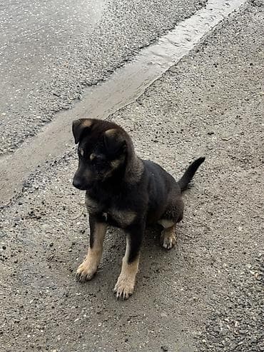 afçarka itləri: 4 aylığdı qeşey hürmeyi var həyəti, heyvanları, sahiblərni, cox yaxşı — 2