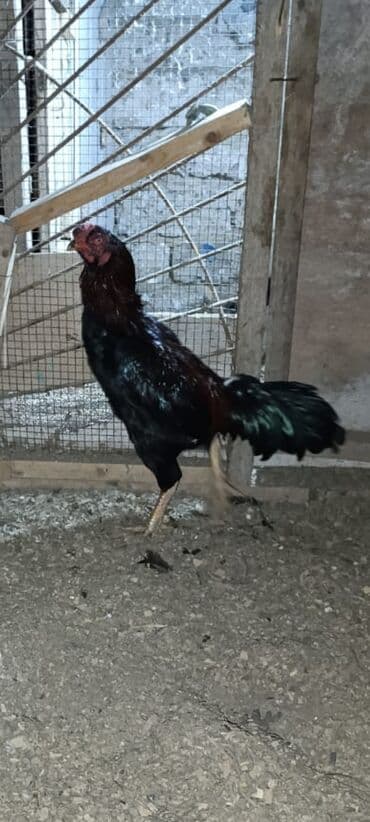 sumqayıtda cucə satışı: Salam Gördüyünüz Heyvan satılır 2 ilikdi həyvandi.Qəsəng meydanları — 2