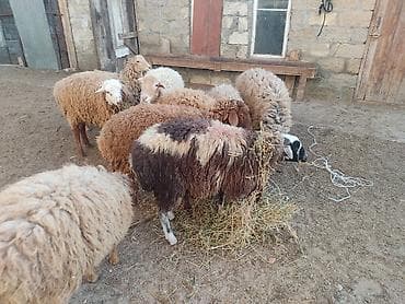Digər heyvanlar: Erkey qoyunlar 8 eded hamsi erkeydi — 8