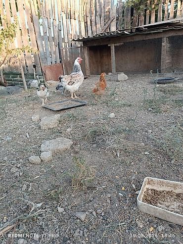 qus iran: Toyuq cücələri, Damazlıq, Ünvandan götürmə — 6