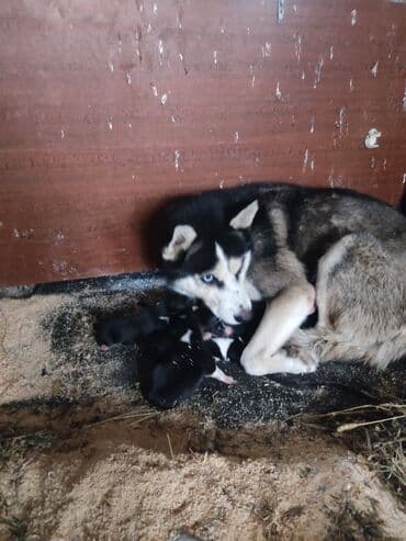 Taclar: Xaski, 1 ay, Erkek — 5